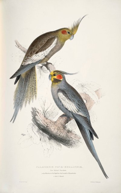 Nymphicus hollandicus von Edward Lear